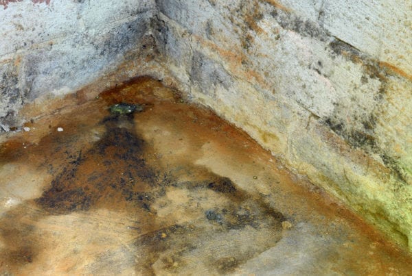 How to get rid of mold in basement