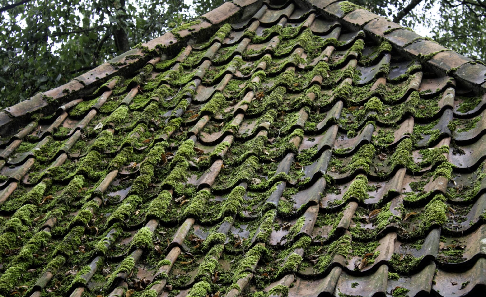 How to Kill Moss on a Roof Alpha Building Inspections