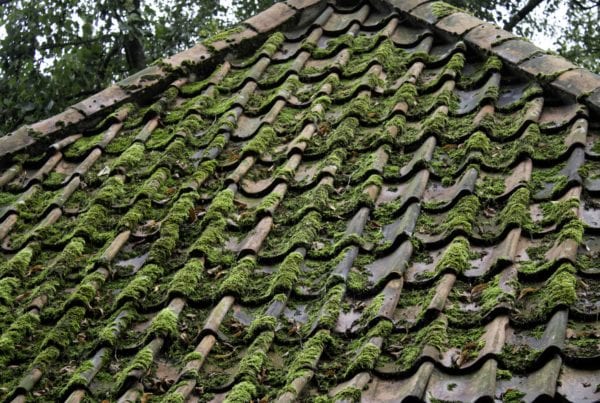 How to kill moss on a roof