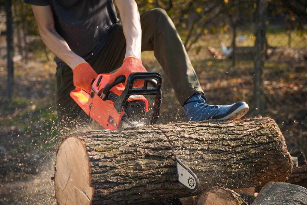 Cut the pine wood so you can burn it in the fireplace.