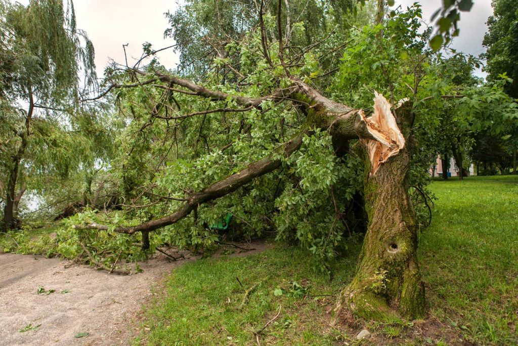 Fallen tree after a hurricane. 