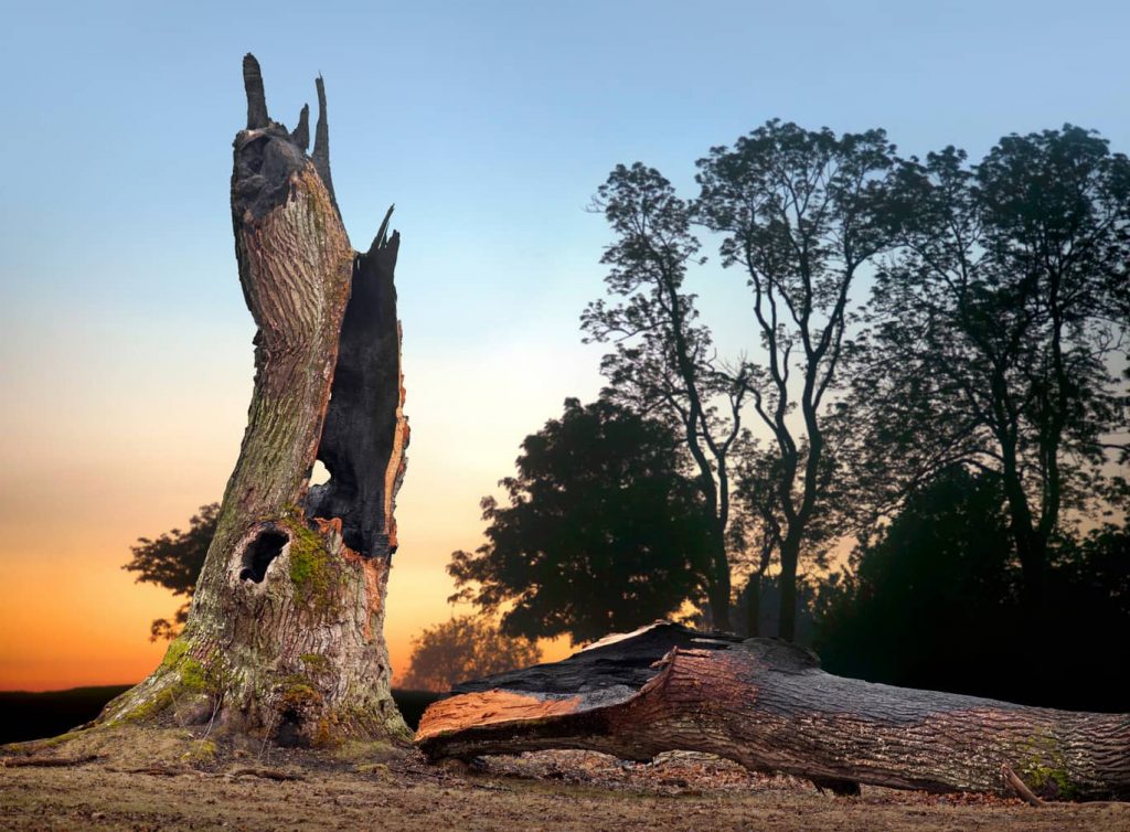 Tree hit by lightning