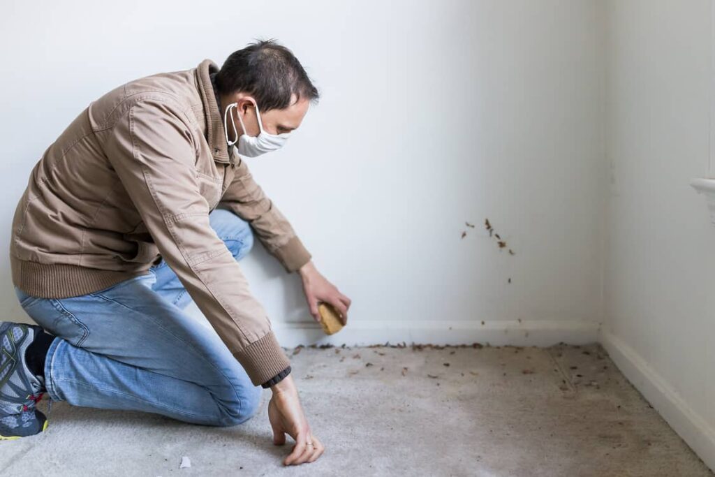 Mold grows on the carpet when the carpet is wet. 